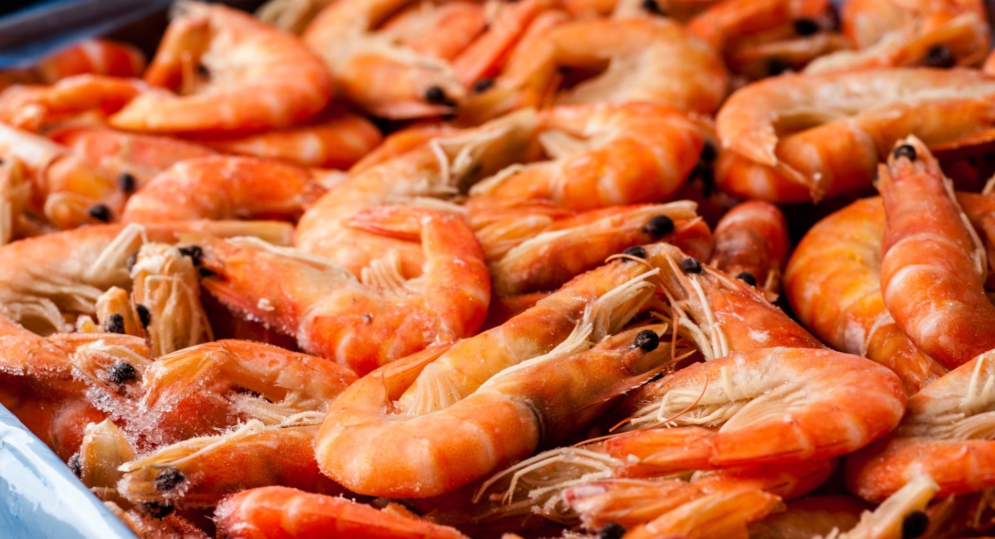 US shrimp prices remain mired at bottom: Undercurrent News - Siam Canadian  Group